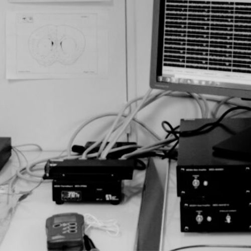 in vitro, ex vivo MULTIELECTRODE ARRAY
