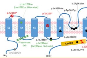A new cerebral channelopathy combining intellectual disability and abnormal movements Subtitle