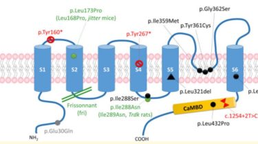 A new cerebral channelopathy combining intellectual disability and abnormal movements Subtitle