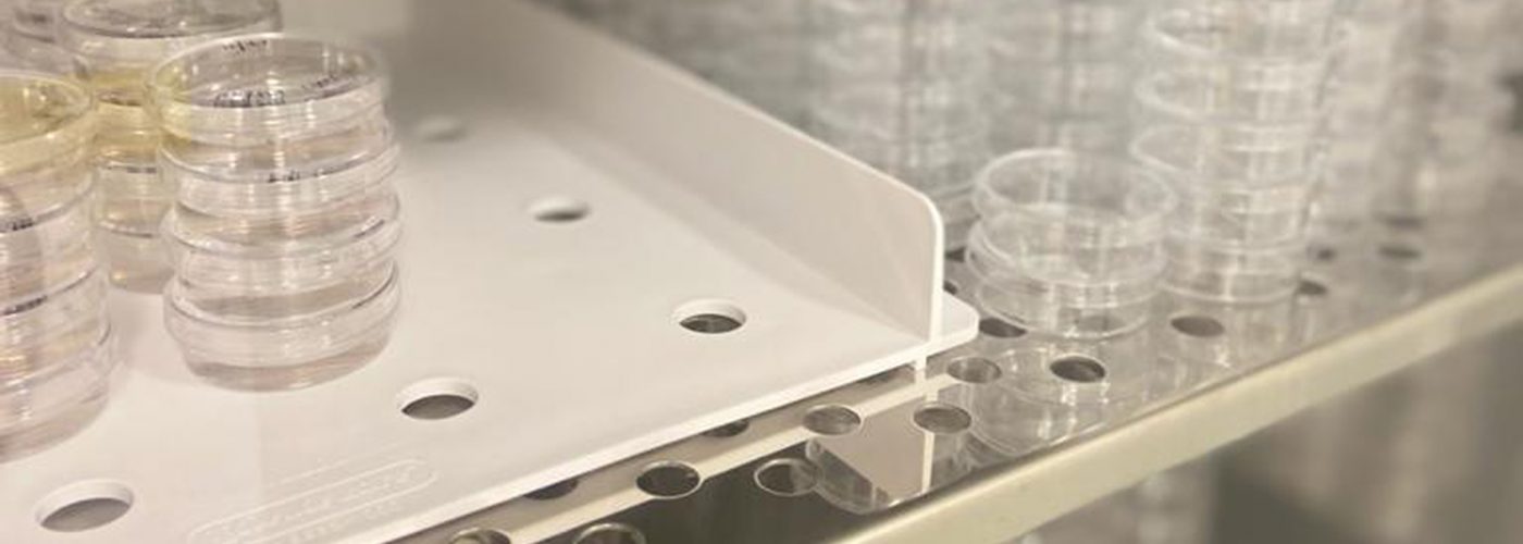 cell culture - celis
